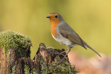 Robin