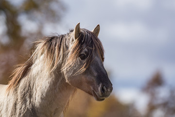 Cheval tarpan © Wildpix imagery