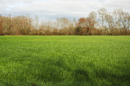 Fields of grass with a row of trees.