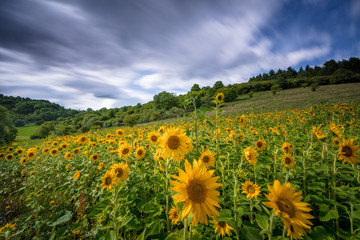 Obraz premium Sonnenblumenfeld am Schalkenmehrener Maar bei Daun in der Eifel