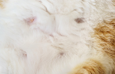Close up old female cat breasts of Domestic cat