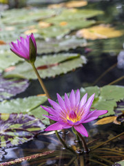 water lily pink in pond