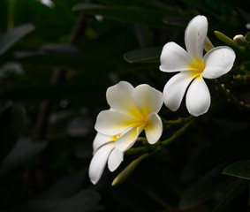 white frangipani flowers, Frangipani, Pagoda tree or Temple tree, plumeria