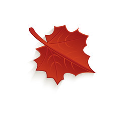 vector cartoon autumn fallen maple leaf isolated icon symbol. Illustration on a white background. Autumn object concept