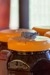 the beautiful grasshopper sits on bank with honey
