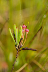 A beautiful bog rosemary growing in the marsh in morning dew. A beautiful closeup of a andromeda flower.
