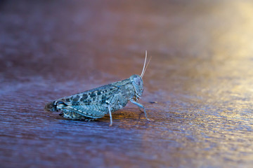 the beautiful grasshopper sits on a board