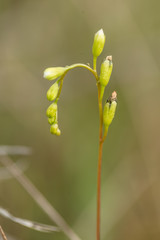A beautiful closeup of a marsh foliage, plants. Macro photo  in a summer swamp.