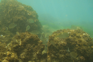 Fototapeta na wymiar Fishes in the sea, underwater