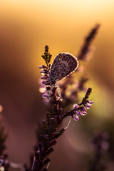 A beautiful blue spotted butterfly sitting on a branch of heather in a morning dew with water droplets on wings. Beautiful closeup of a marsh insect.