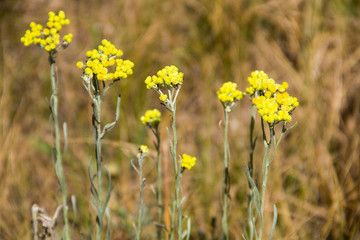 Helichrysum arenarium on meadow