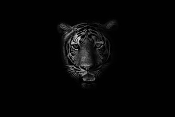 Black & White Beautiful tiger on black background