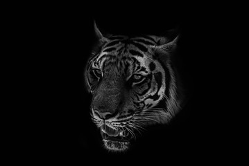 Black & White Beautiful tiger on black background
