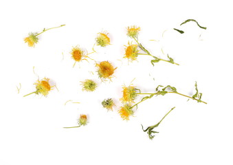 Dry yellow field flowers isolated on white background, top view