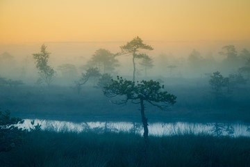 A dreamy swamp landscape before the sunrise. Colorful, misty look. Marsh scenery with a lake. Beautiful artistic style photograph.