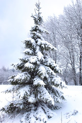 landscape Road in the winter forest with snow covered