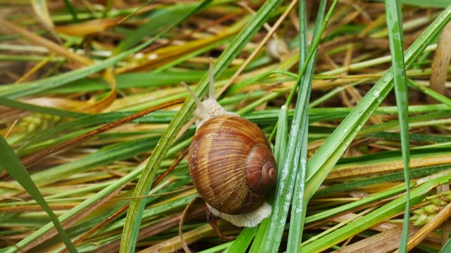 Snail on the grass