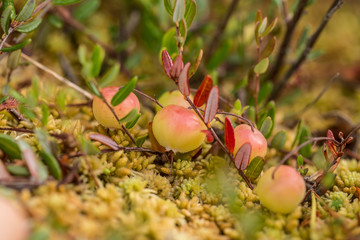 A beautiful closeup of a marsh cranberries before ripening. Macro photo of a berry.
