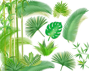 Exotischer Tropische Pflanzen illustration