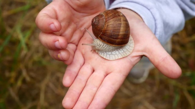 Snail on the hands