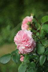 rosa farbene englische Rose