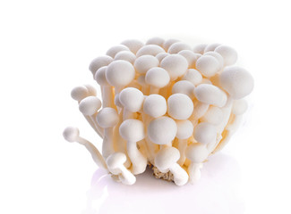 White shimeji mushroom on white background