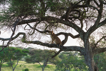 Lioness sit on the tree. Tarangire, Tanzania