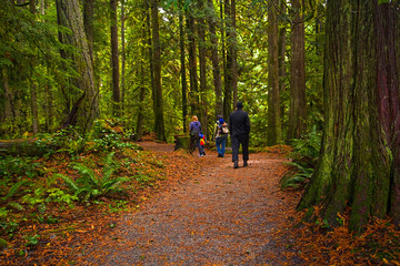 Family Forest Hike