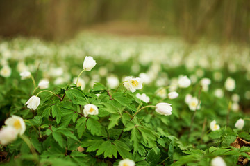 A green field of white Anemone