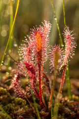 A beautiful closeup of a great sundew leaves in a morning light. Carnivorous plant in marsh. A vibrant macro photo.