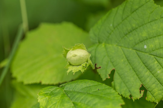 Beautiful closeup of a green hazel nuts in the tree. Delicious nuts in summer.