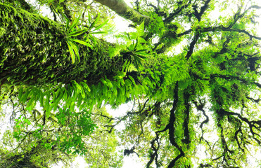 Fototapeta premium beneath view of a very tall tree in the forest.