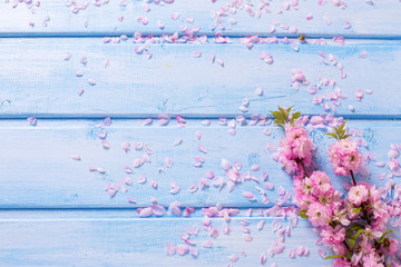 Pink  sakura flowers on blue wooden planks.