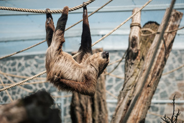 Fototapeta premium sloth