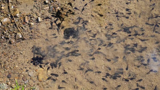 Tadpoles are swimming in a puddle
