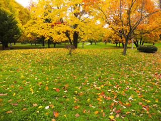 秋の札幌、豊平公園の紅葉
