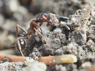 Ant outside in the garden