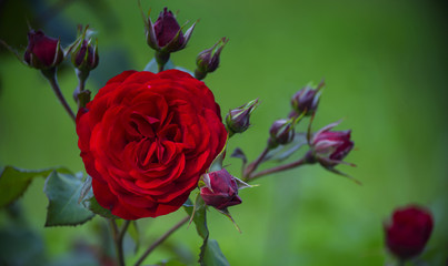 Velvet petals of a red rose flower among buds.