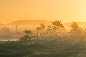 Fototapeta na wymiar A beautiful, colorful sunrise landscape in a marsh. Dreamy, misty swamp scenery in the morning. Colorful, artistic look.