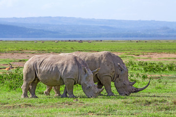 Fototapeta premium White rhinos in savannah