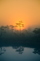 A beautiful, dreamy morning scenery of sun rising in a misty swamp. Artistic, colorful landscape photo.