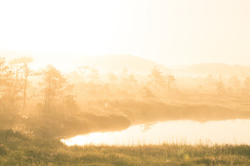 Fototapeta premium A bright, golden landscape of a marsh after the sunrise. Bright, white light pouring over the scenery. Beautiful swamp in Northern Europe.