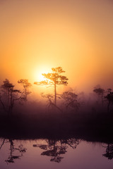 A beautiful, dreamy morning scenery of sun rising above a misty marsh. Colorful, artistic look. Vibrant swamp landscape in North Europe.