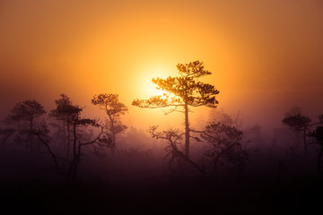 Fototapeta na wymiar A beautiful, dreamy morning scenery of sun rising above a misty marsh. Colorful, artistic look. Vibrant swamp landscape in North Europe.