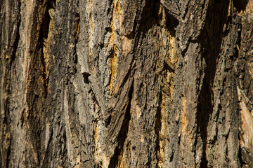 Tree bark texture. Wood background