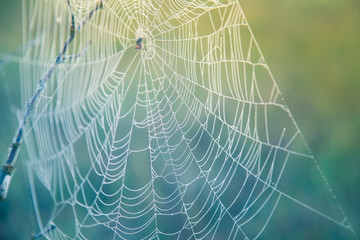 A beautiful morning sunrise landscape with a spider web. Dreamy look.