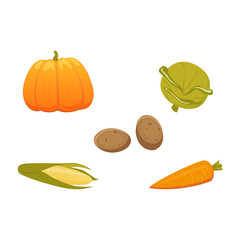 vector harvest vegetables set. isolated illustration on a white background. Pumpkin potato carrot cabbage corn maize in flat cartoon icon style. Autumn, harvest symbols objects concept