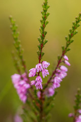A beautiful pink heathers growing in a marsh in morning light. A beautiful closeup of a swamp flowers.