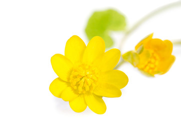 yellow flowers isolated on white background