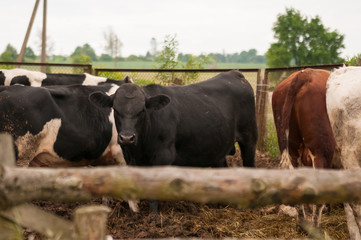 Cows in the farm.